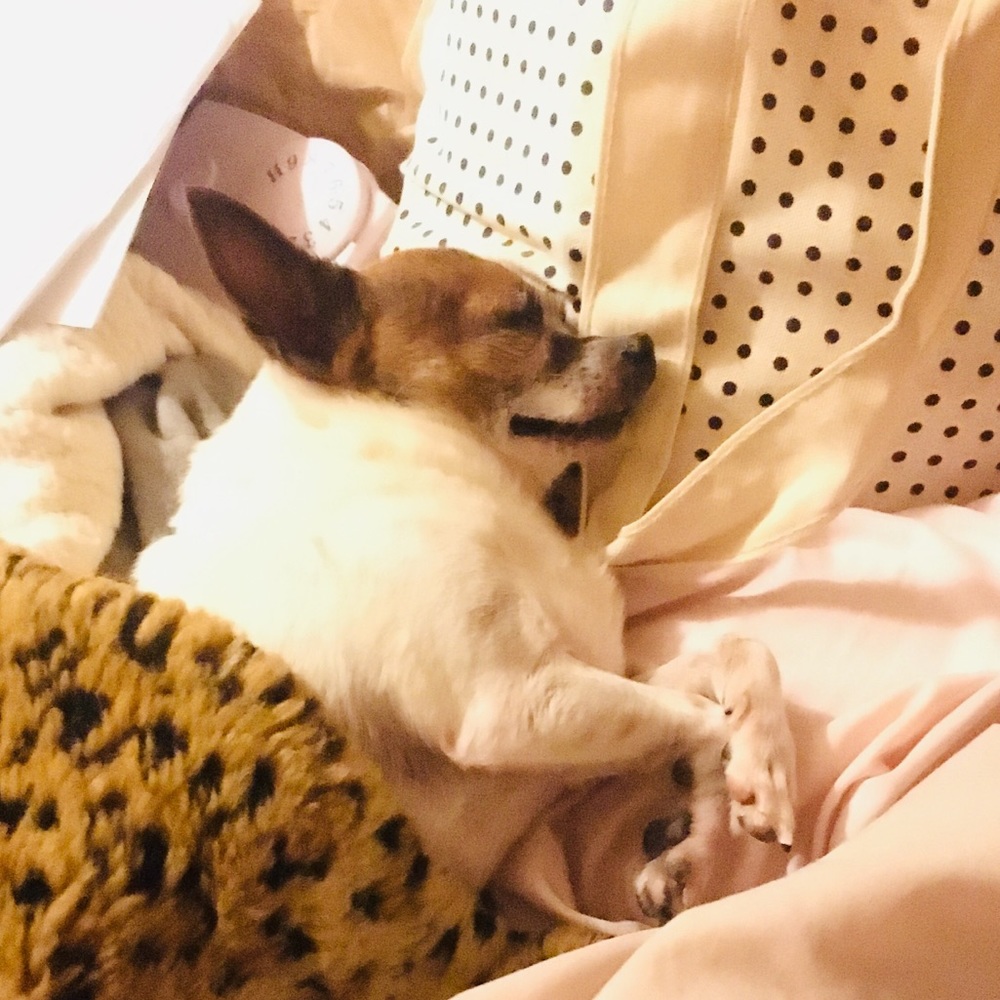 Meet your Posher, Ollie